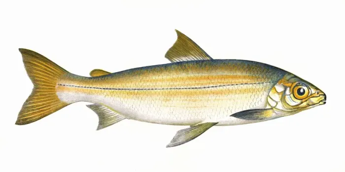 Framed Print : Coregonus clupeoides, or Powan Framed Print : Coregonus clupeoides, or Powan