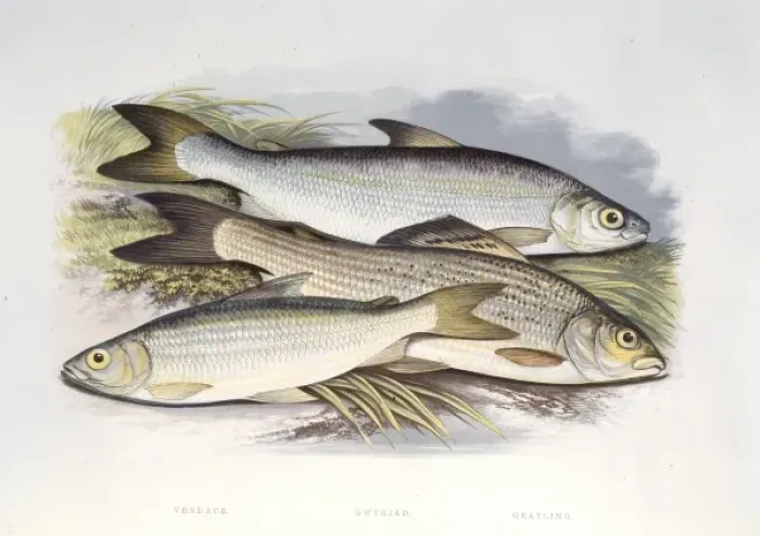 Framed Print : Coregonus vandesius, C. clupeoides, Thymallus vulgaris Framed Print : Coregonus vandesius, C. clupeoides, Thymallus vulgaris