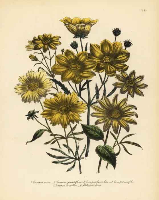 Framed Print : Coreopsis species Framed Print : Coreopsis species
