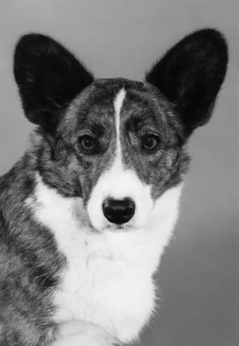 Framed Print : Corgi - Ch Antoc Cinnabar Framed Print : Corgi - Ch Antoc Cinnabar