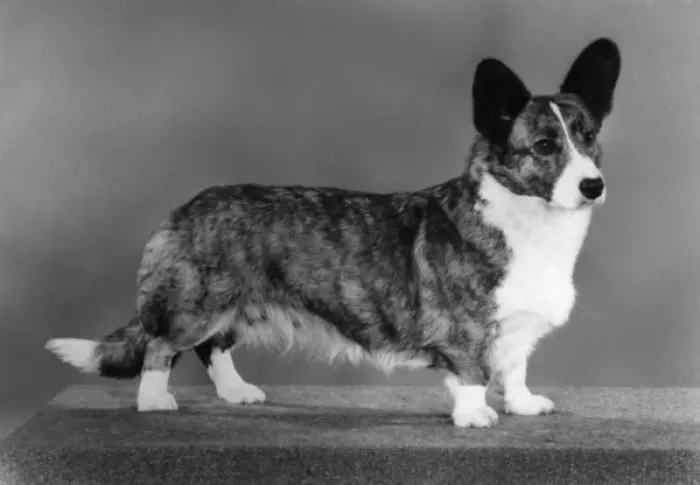 Framed Print : Corgi - Ch Antoc Cinnabar Framed Print : Corgi - Ch Antoc Cinnabar