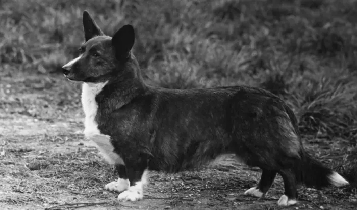 Framed Print : Corgi - Ch Kentwood Cymro Framed Print : Corgi - Ch Kentwood Cymro