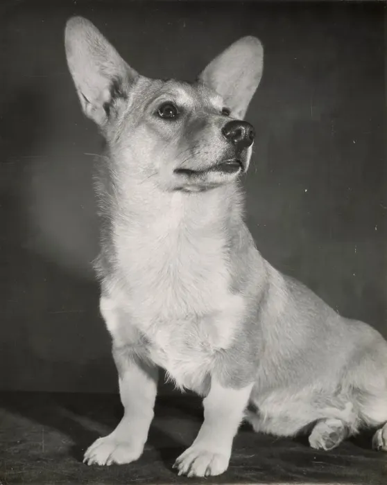 Framed Print : Corgi dog Date: 1950s Framed Print : Corgi dog Date: 1950s