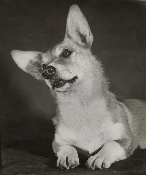Framed Print : Corgi dog Date: 1950s Framed Print : Corgi dog Date: 1950s
