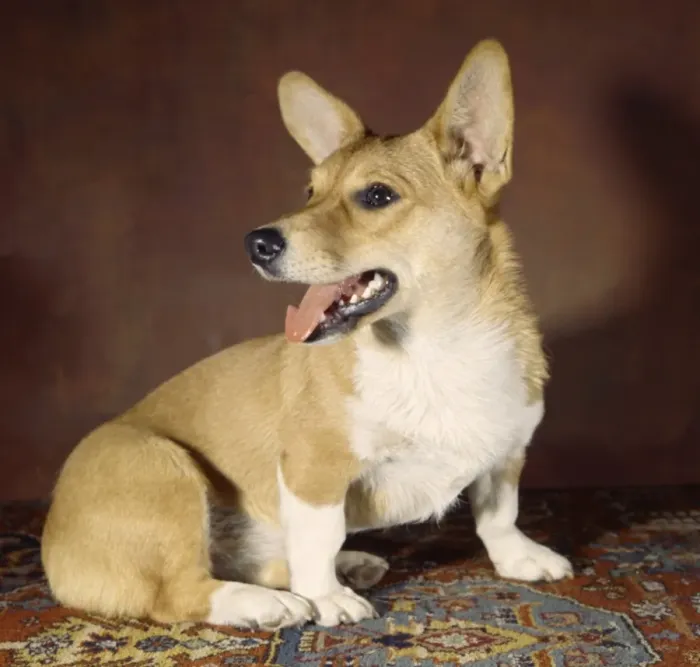 Framed Print : Corgi dog on patterned carpet Framed Print : Corgi dog on patterned carpet