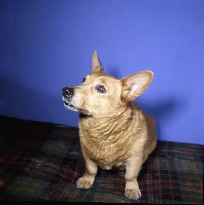 Framed Print : Corgi dog on tartan rug Framed Print : Corgi dog on tartan rug