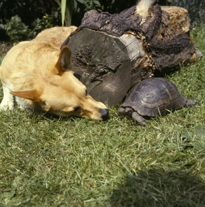 Framed Print : Corgi dog and tortoise in a garden Framed Print : Corgi dog and tortoise in a garden
