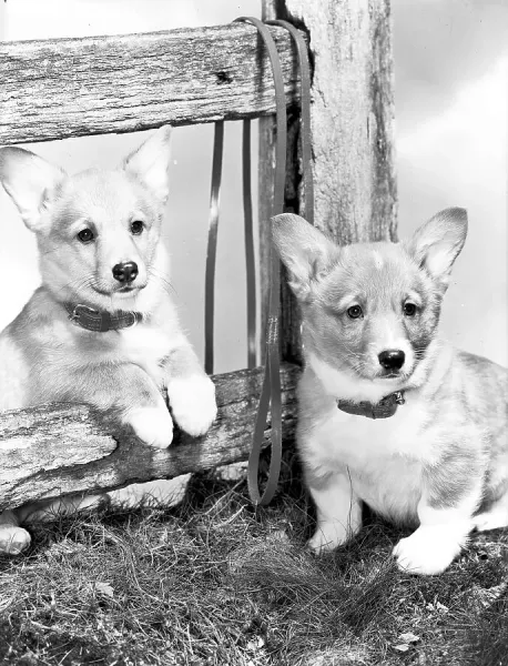 Corgi Puppies Print circa Art Prints, Posters Puzzles from