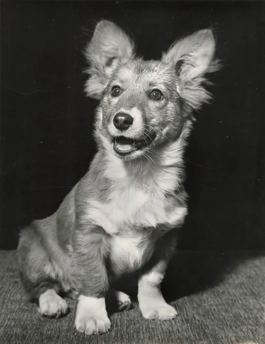 Framed Print : Corgi puppy Date: 1950s Framed Print : Corgi puppy Date: 1950s