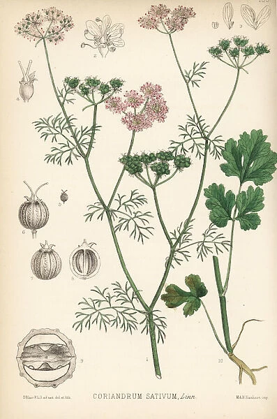 Coriander, Coriandrum sativum