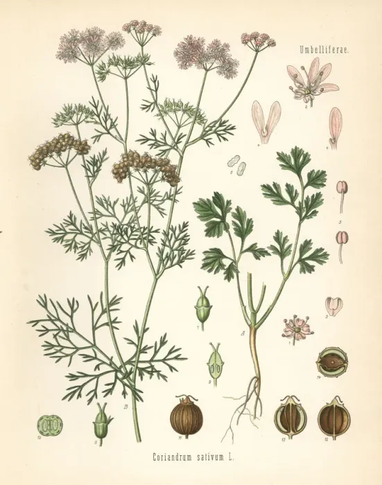 Framed Print : Coriander, Coriandrum sativum Framed Print : Coriander, Coriandrum sativum