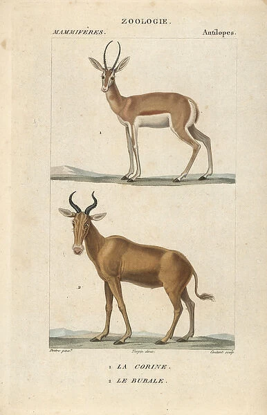 Corine antelope, Antelope corinna, and extinct