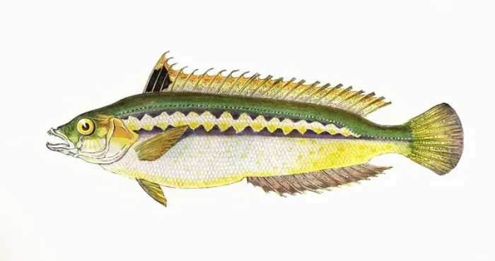 Framed Print : Coris julis, or Mediterranean Rainbow Wrasse Framed Print : Coris julis, or Mediterranean Rainbow Wrasse