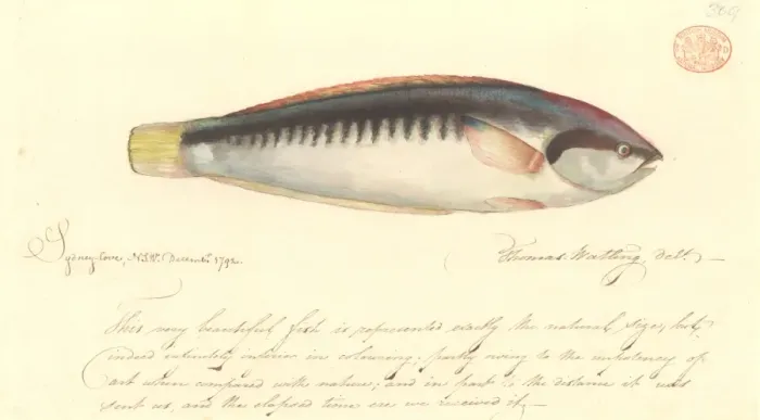 Framed Print : Coris picta, comb wrasse Framed Print : Coris picta, comb wrasse