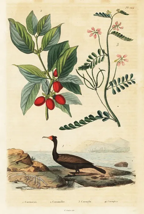 Framed Print : Cormorant, Cornelian cherry and scorpion vetch Framed Print : Cormorant, Cornelian cherry and scorpion vetch