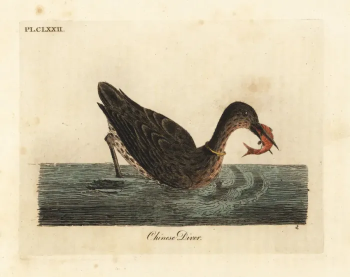 Framed Print : Cormorant species used for fishing in Asia Framed Print : Cormorant species used for fishing in Asia