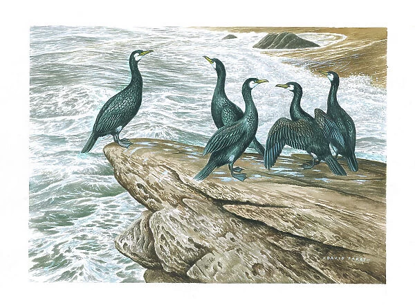 Cormorants British Birds Watercolour painting