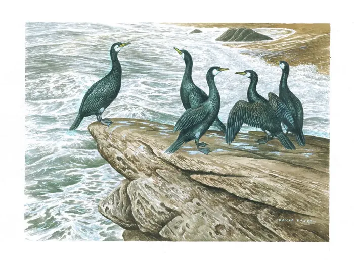Framed Print : Cormorants British Birds Watercolour painting Framed Print : Cormorants British Birds Watercolour painting