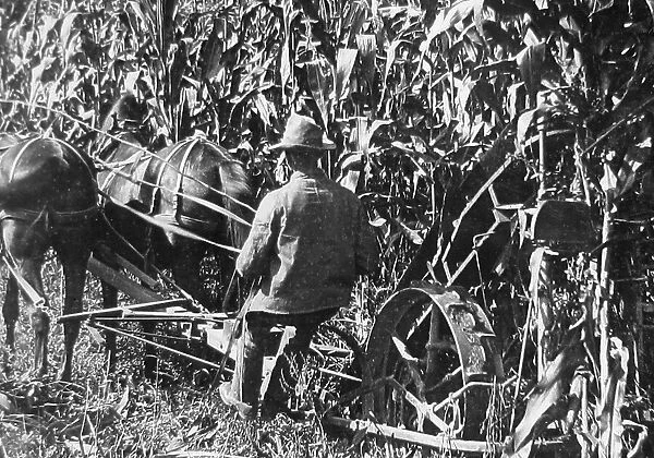 Corn binder Crawford County Pennsylvania USA early 1900s