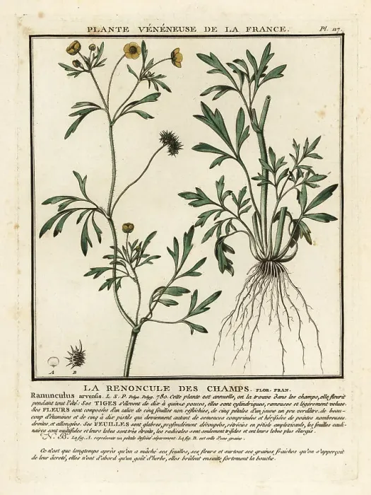 Framed Print : Corn buttercup, Ranunculus arvensis Framed Print : Corn buttercup, Ranunculus arvensis