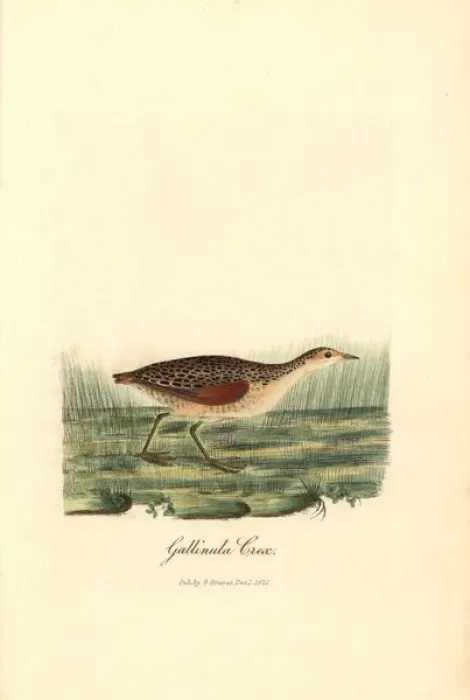 Framed Print : Corn crake, Crex crex Framed Print : Corn crake, Crex crex