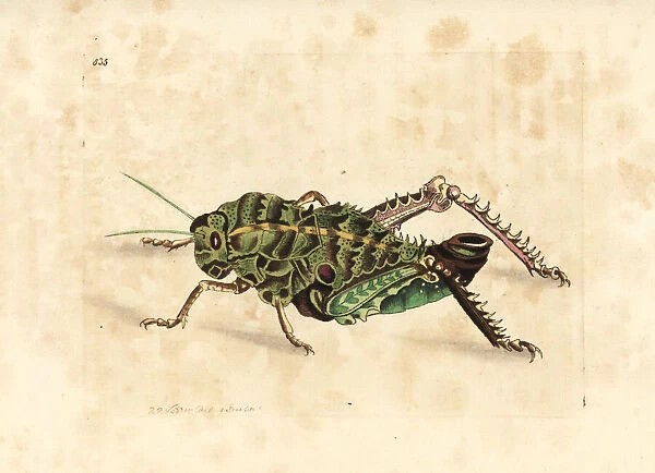 Corn cricket, Hetrodes pupus