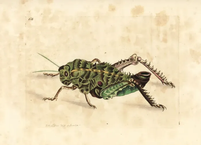 Framed Print : Corn cricket, Hetrodes pupus Framed Print : Corn cricket, Hetrodes pupus