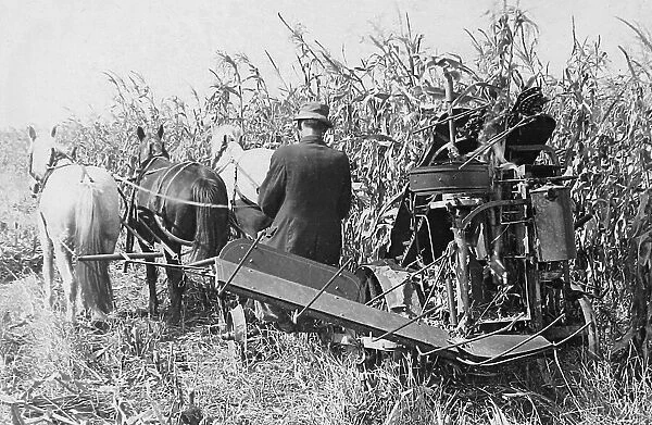 Corn harvesting in Indiana early 1900s