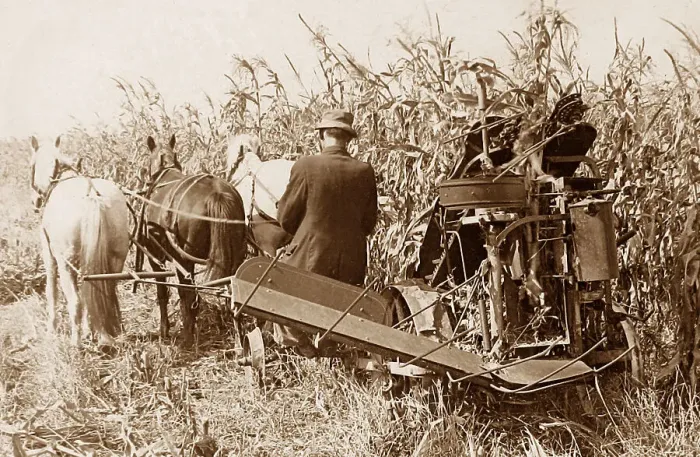 Framed Print : Corn harvesting in Indiana early 1900s Framed Print : Corn harvesting in Indiana early 1900s