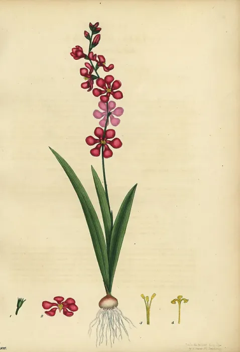 Framed Print : Corn lily, Ixia scillaris Framed Print : Corn lily, Ixia scillaris