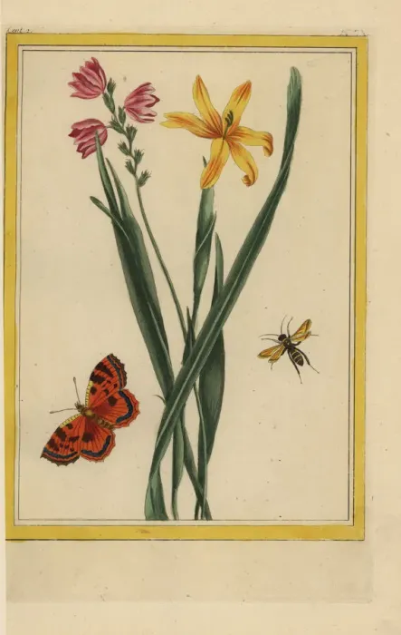 Framed Print : Corn lily, Ixia species Framed Print : Corn lily, Ixia species