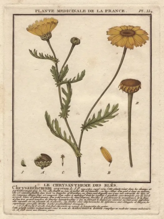 Framed Print : Corn marigold or corn daisy, Chrysanthemum segetum Framed Print : Corn marigold or corn daisy, Chrysanthemum segetum