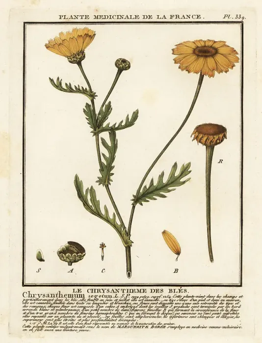 Framed Print : Corn marigold, Glebionis segetum Framed Print : Corn marigold, Glebionis segetum