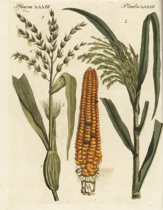 Framed Print : Corn and millet Framed Print : Corn and millet