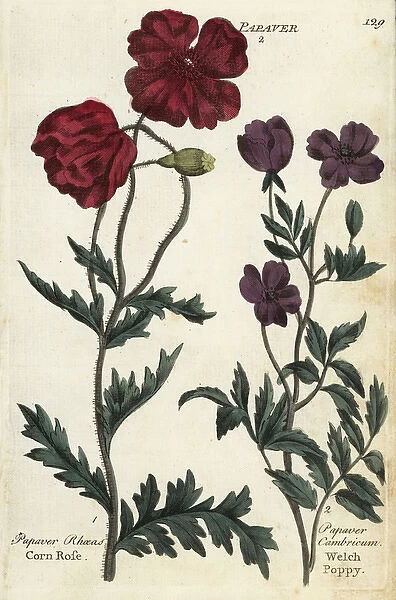 Corn rose, Papaver rhoeas, and welch poppy