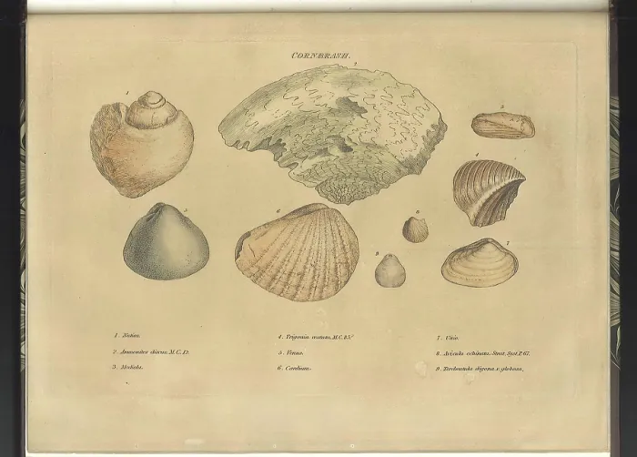 Framed Print : Cornbrash fossils Framed Print : Cornbrash fossils