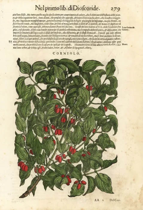 Framed Print : Cornelian cherry, Cornus mas Framed Print : Cornelian cherry, Cornus mas