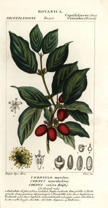 Framed Print : Cornelian cherry, Cornus mas Framed Print : Cornelian cherry, Cornus mas