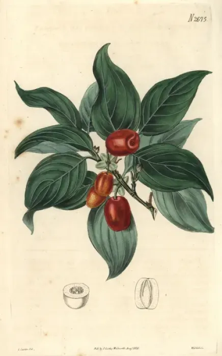 Framed Print : Cornelian cherry Cornus mascula Austrian cherry Framed Print : Cornelian cherry Cornus mascula Austrian cherry