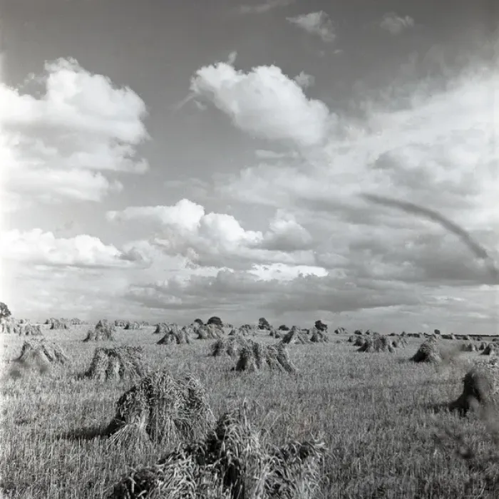 Framed Print : Cornfield at harvest time Framed Print : Cornfield at harvest time