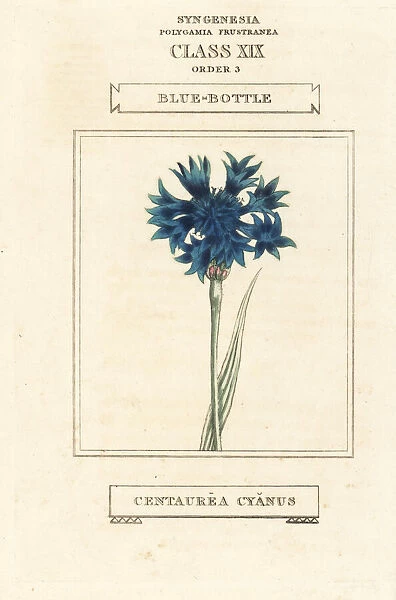 Cornflower, Cyanus segetum