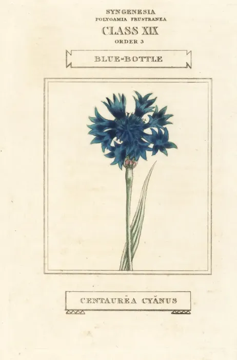 Framed Print : Cornflower, Cyanus segetum Framed Print : Cornflower, Cyanus segetum