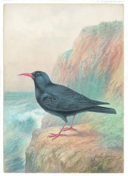 Framed Print : Cornish Chough Framed Print : Cornish Chough