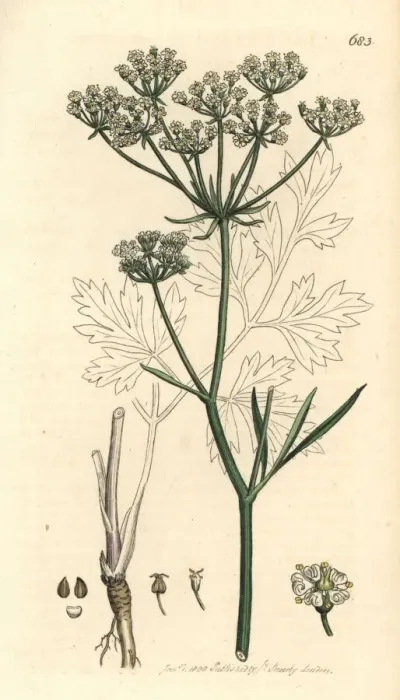 Framed Print : Cornish lovage or licorice-root, Physospermum cornubiense Framed Print : Cornish lovage or licorice-root, Physospermum cornubiense