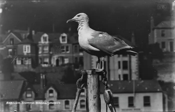 Framed Print : A Cornish Seagull Framed Print : A Cornish Seagull