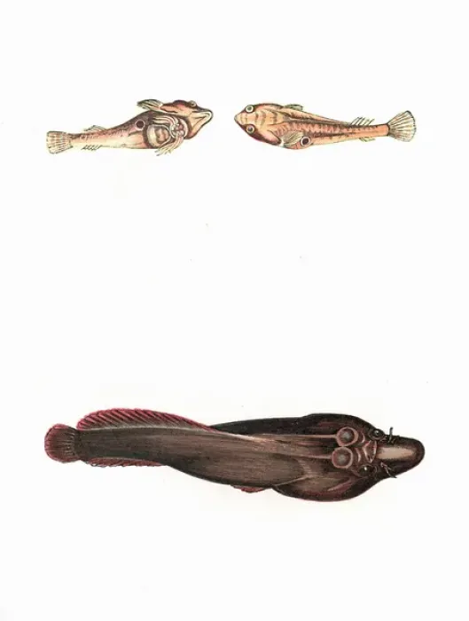 Framed Print : Cornish Sucker and Doubly-Spotted Sucker Framed Print : Cornish Sucker and Doubly-Spotted Sucker