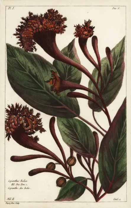 Framed Print : Cornucopian shrub, Copianthus indica Framed Print : Cornucopian shrub, Copianthus indica