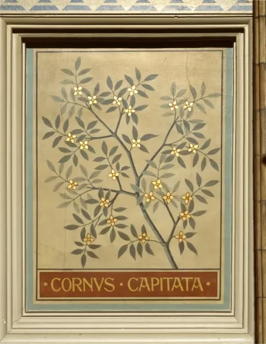 Framed Print : Cornus capitata, dogwood Framed Print : Cornus capitata, dogwood