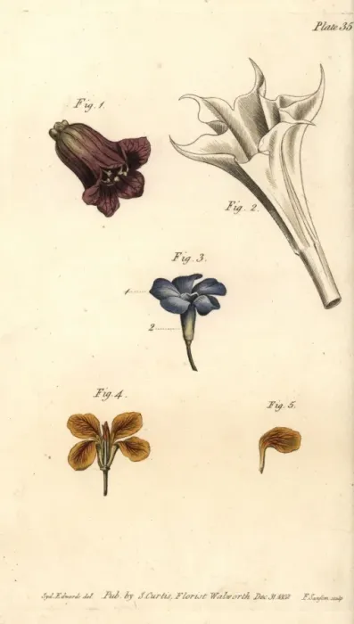 Framed Print : Corolla examples: deadly nightshade, thorn Framed Print : Corolla examples: deadly nightshade, thorn