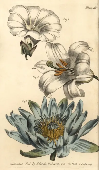 Framed Print : Corolla examples: monopetalous bindweed, hexapetala Framed Print : Corolla examples: monopetalous bindweed, hexapetala